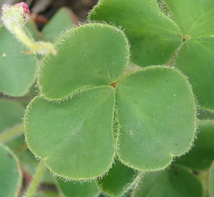 Oxalis imbricata violacea