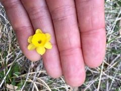 Narcissus assoanus