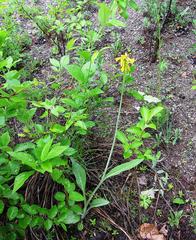 Tephroseris subscaposa