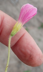 Oxalis imbricata violacea