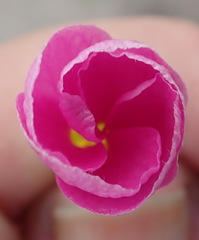 Oxalis imbricata violacea