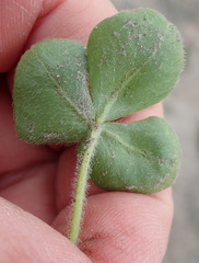 Oxalis imbricata violacea