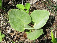 Tephroseris subscaposa