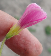 Oxalis imbricata violacea