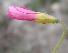 Oxalis imbricata violacea