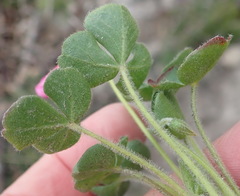 Oxalis imbricata violacea
