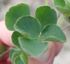 Oxalis imbricata violacea
