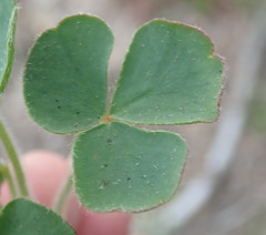 Oxalis imbricata violacea