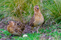 Japanese Quail photo 2