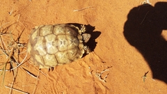 Psammobates oculifer