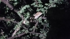 Agama aculeata