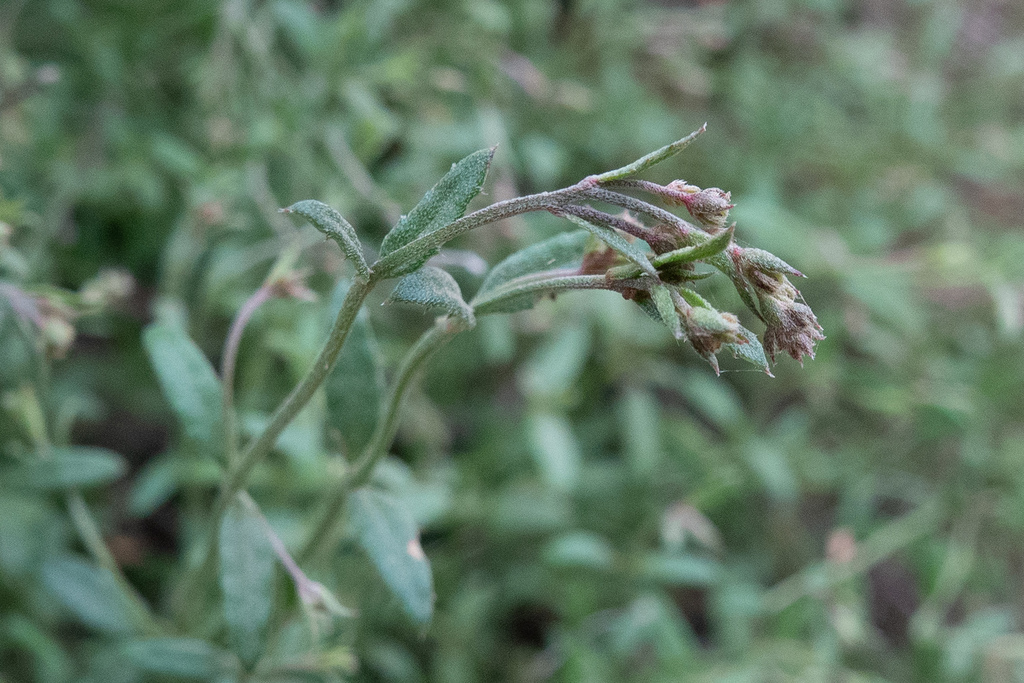 Common Raspwort from Muckleford VIC 3451, Australia on September 20 ...