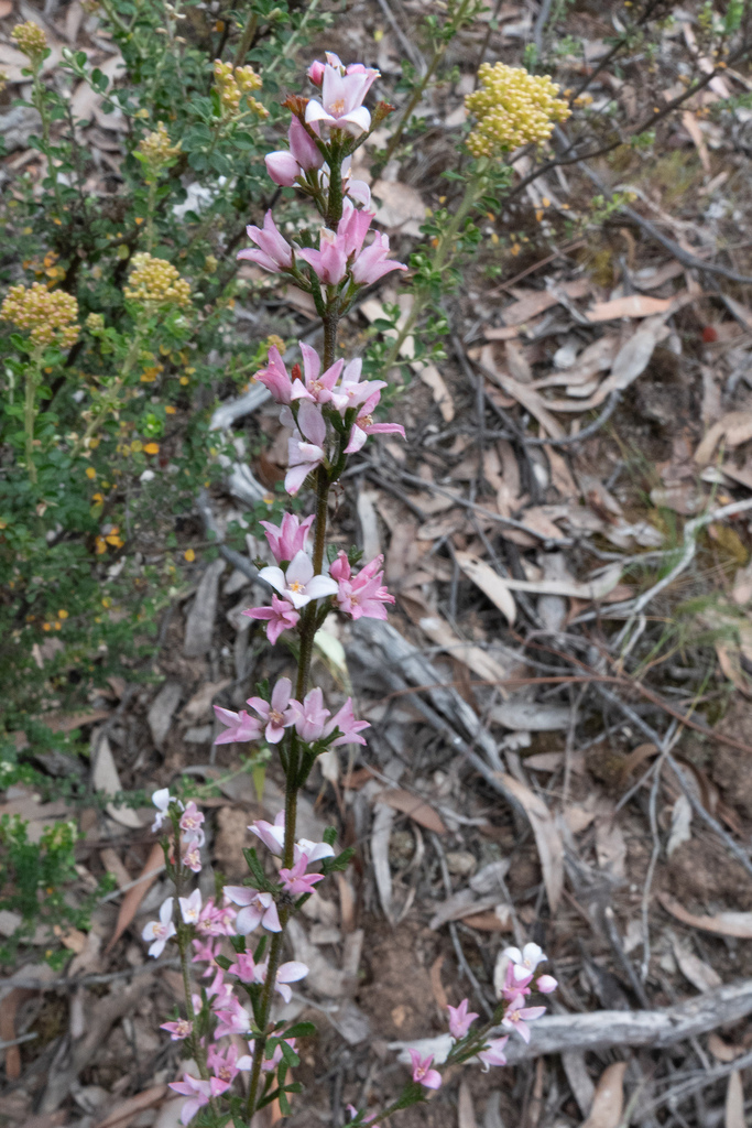 Sticky Boronia from Muckleford VIC 3451, Australia on September 20 ...