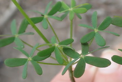 Oxalis stellata