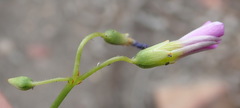 Oxalis stellata