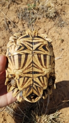 Psammobates oculifer