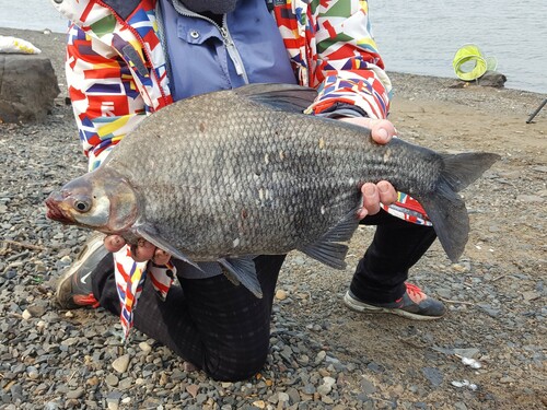 Black amur bream (Megalobrama terminalis) — Cyprinidae