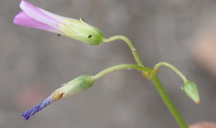 Oxalis stellata