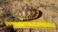 Psammobates oculifer