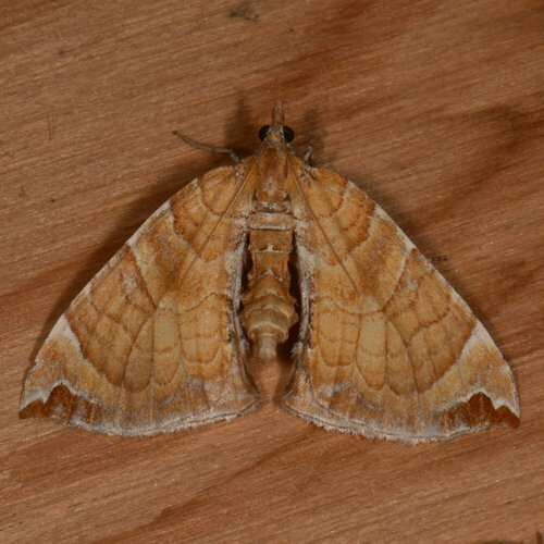 Dimorphic Eulithis Moth photo 2