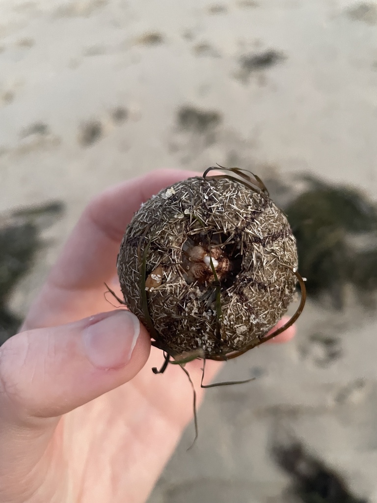 Ovoid sea urchin