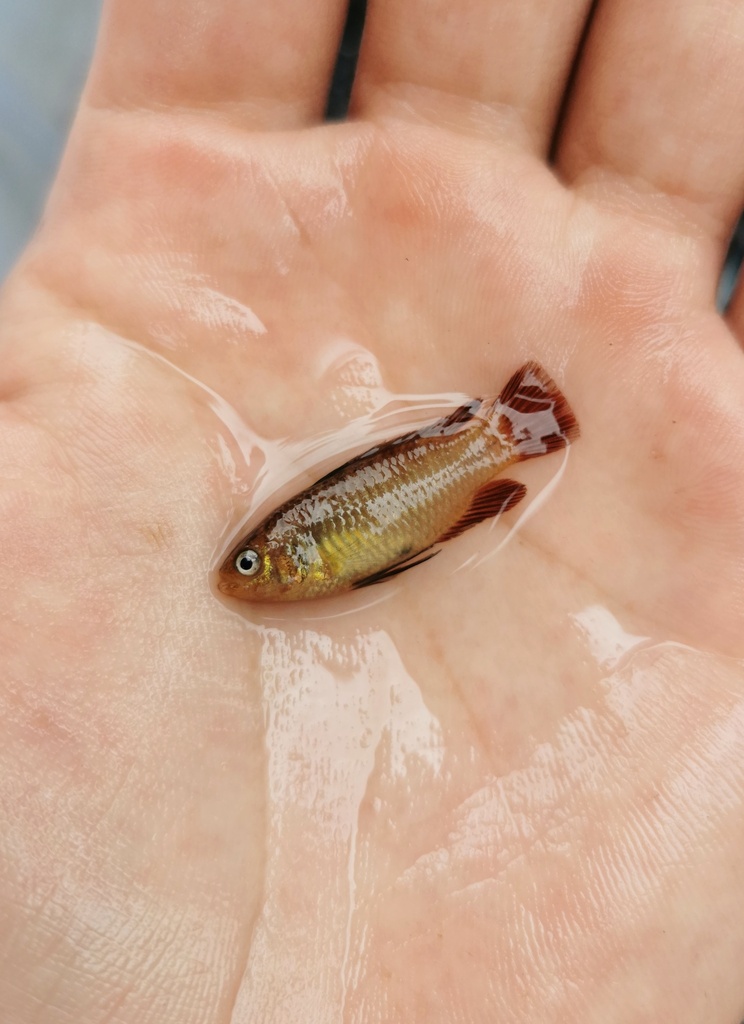 Daying dario (Dario dayingensis) — Badidae