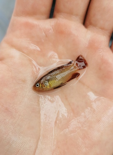Daying dario (Dario dayingensis) — Badidae