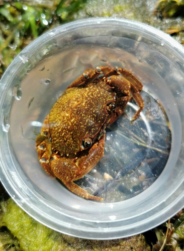 Parapotamon spinescens