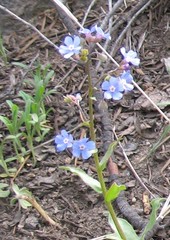 Hackelia velutina