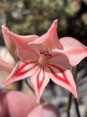 Gladiolen (Gladiolus): Herkunft und Verwendung — Foto 2