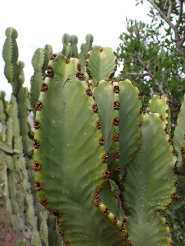 Common Tree Euphorbia