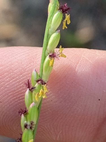 Entolasia marginata