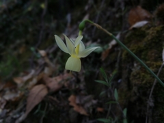 Narcissus triandrus