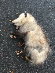 Didelphis virginiana