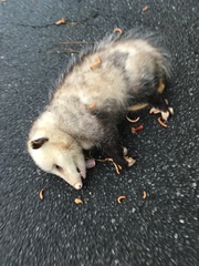 Didelphis virginiana