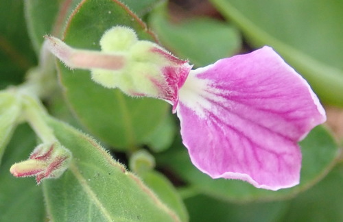 Hybanthus capensis (Hybanthus capensis)