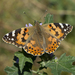Painted Lady - Photo no rights reserved