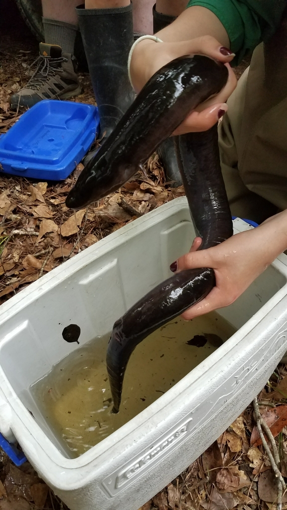 Two-toed Amphiuma in April 2019 by Ben Stegenga · iNaturalist