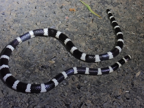 Eastern Bandy Bandy sighting