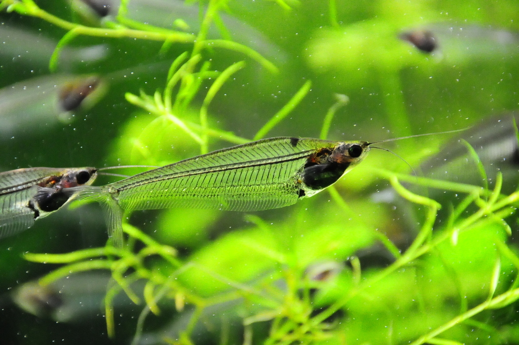 Asian Glass Catfishes