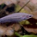 Striped Glass Catfish - Photo (c) The Great Mule of Eupatoria, some rights reserved (CC BY-SA)