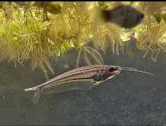 East Indies Glass Catfish photo 2