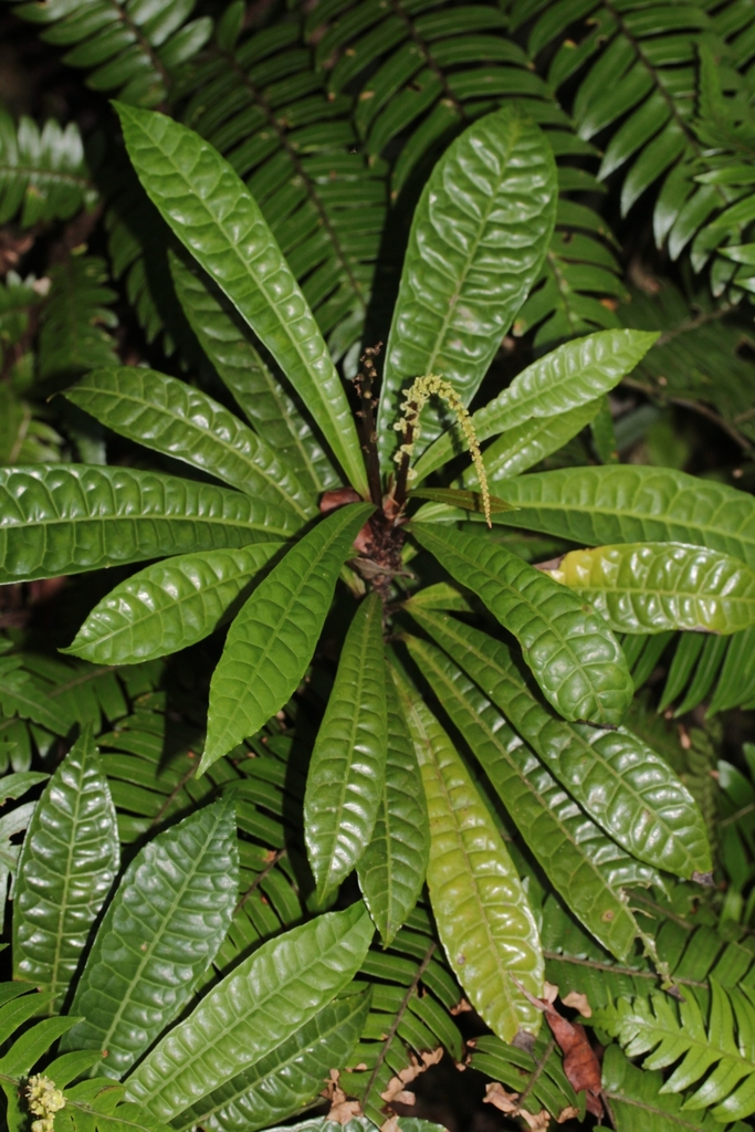 Conosapium