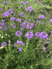 Glandularia canadensis