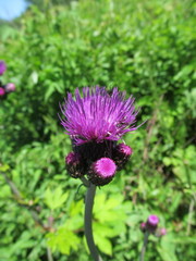 Cirsium rivulare