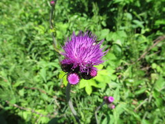 Cirsium rivulare