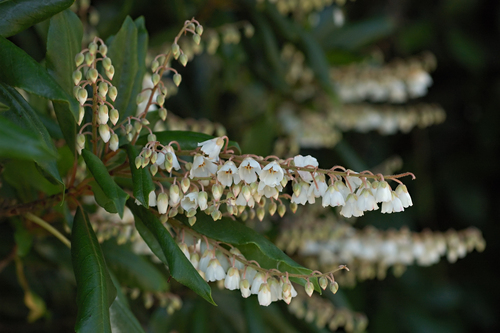 Lily of the Valley Tree