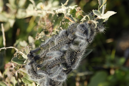 Thaumetopoea herculeana