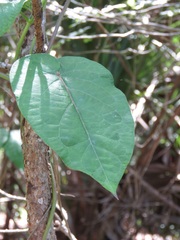 Gonolobinae