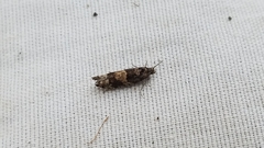 Pseudexentera maracana